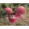 潍坊品种好的苹果苗供应|新疆苹果苗