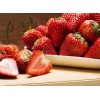 长春口碑好的丹东红颜草莓厂家 冰牛奶草莓冷链运输