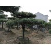 莱芜迎客松_易成活的造型松树出售