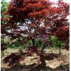 五角枫大树价格——哪里能买到品种好的红枫盆景