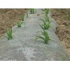 贵州农用地膜-为您推荐优质玉米地膜