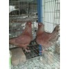 价格合理的种鸽，好的种鸽养殖场嘉祥县国发供应