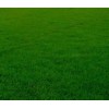滁州高羊茅草坪公司|滁州高羊茅草坪种植|滁州绿景高羊茅草坪