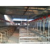 成都猪场自动料线厂价供货/开元畜牧品质三包信誉可靠