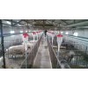黑龙江现代化养猪设备厂家供货/开元发货速度量大优惠