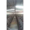 浙江自动化养猪设备加工/开元畜牧发货速度值得信赖