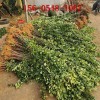 北海道黄杨出售2米 2.2米 3米 4米北海道黄杨