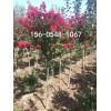 1米1.5米2米紫薇华荣苗木规格全