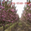 高杆樱花树15公分、18公分高杆樱花、11公分高杆樱花