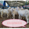供应山东梁山县多胎肉羊养殖场